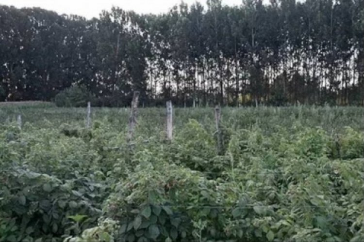 İşi gücü bıraktı babadan kalma arsayı değerlendirdi