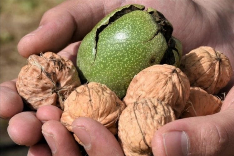 Cevizin 3 yeni faydası daha bulundu!