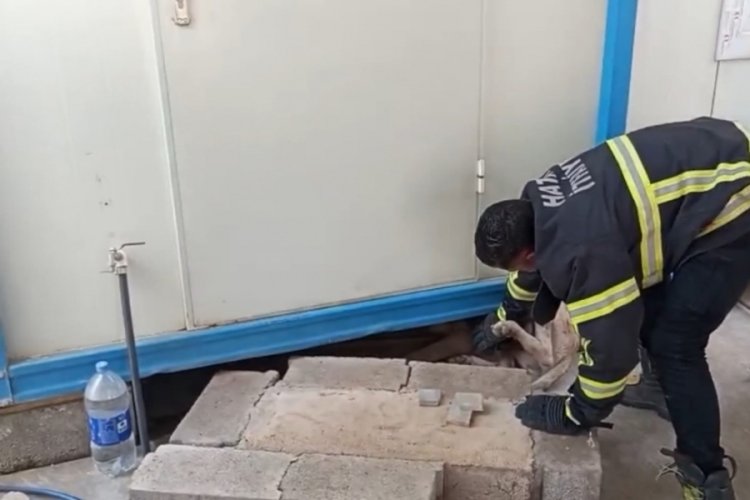 Hatay'da konteynerin altına sıkışan köpek kurtarıldı