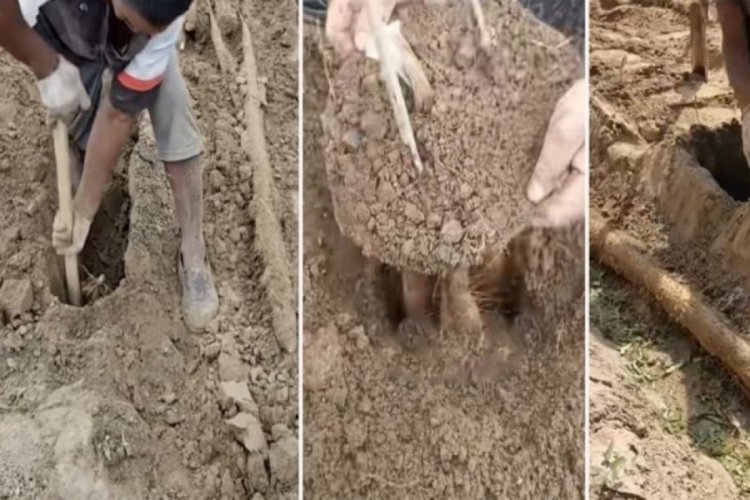 Dünyanın en zor hasat edilen ürünü!