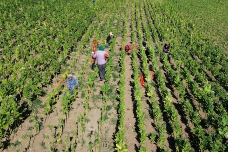 Bafra Ovası'nda tütün hasadı devam ediyor