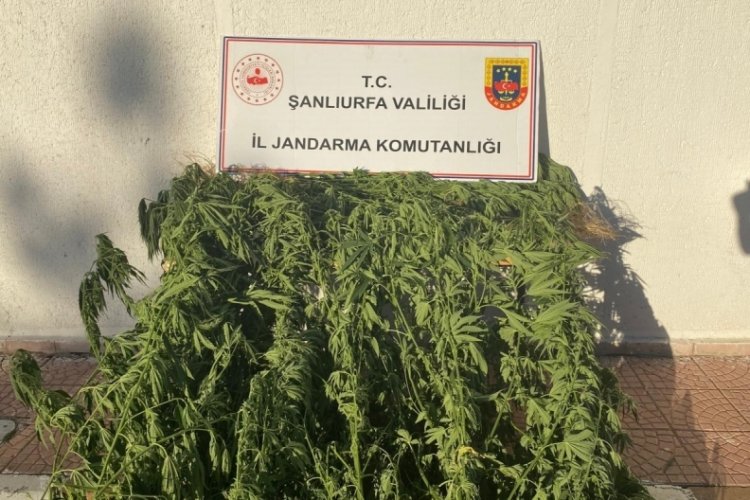 Jandarmadan uyuşturucu operasyonu