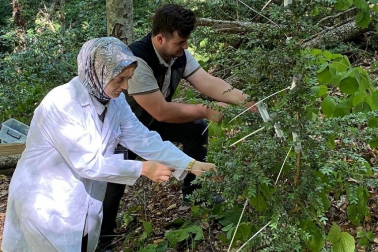 Şimşir Güvesine karşı biyolojik mücadele: 5 bin faydalı böcek salındı