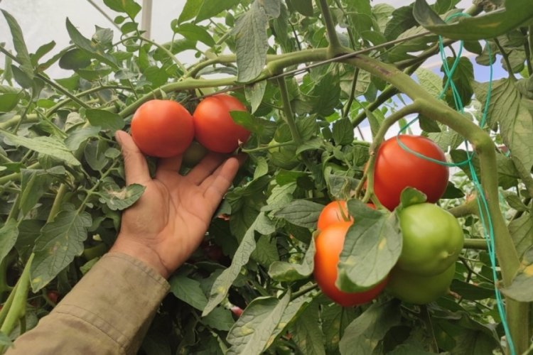 17 ton domates üreten çiftçinin yüzü güldü