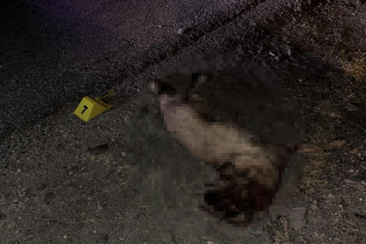 Köpeğe çarpmamak için manevra yaptı! 2 ölü 1 yaralı var...