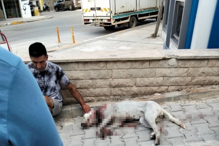 Hamile köpeği tüfekle vurdular!