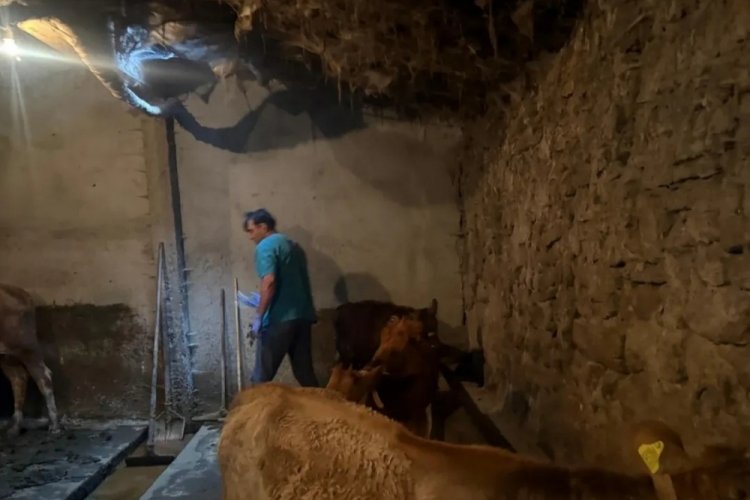 Şap hastalığına karşı aşı çalışmaları devam ediyor