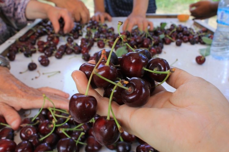 Meyve sebze ihracatçısı ürün eksikliği ve dövizle boğuşuyor