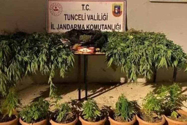 Evde kenevir yetiştiriciliğine gözaltı
