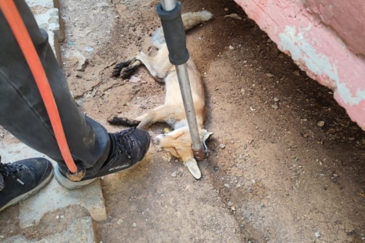 Siirt'te tilki evin bahçesine girdi