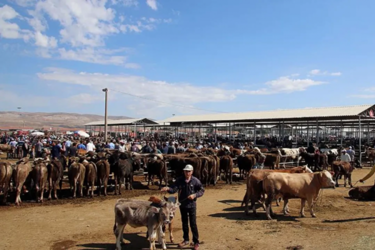 Hayvan pazarları açıldı mı belli oldu! 24 il için yeni karar