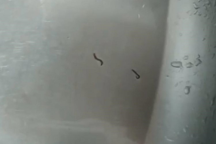 Tekirdağ'da içme suyu şebekesinden kurtlar çıktı