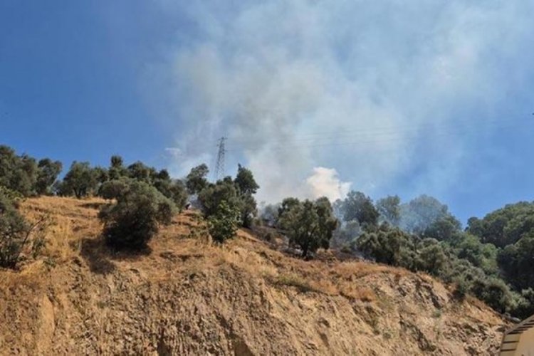 Aydın'da zeytinlikte çıkan yangın kısa sürede kontrol altına alındı