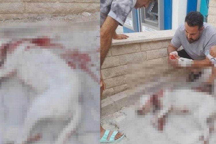 Hamile sokak köpeğini tüfekle vuran şüpheli tutuklandı
