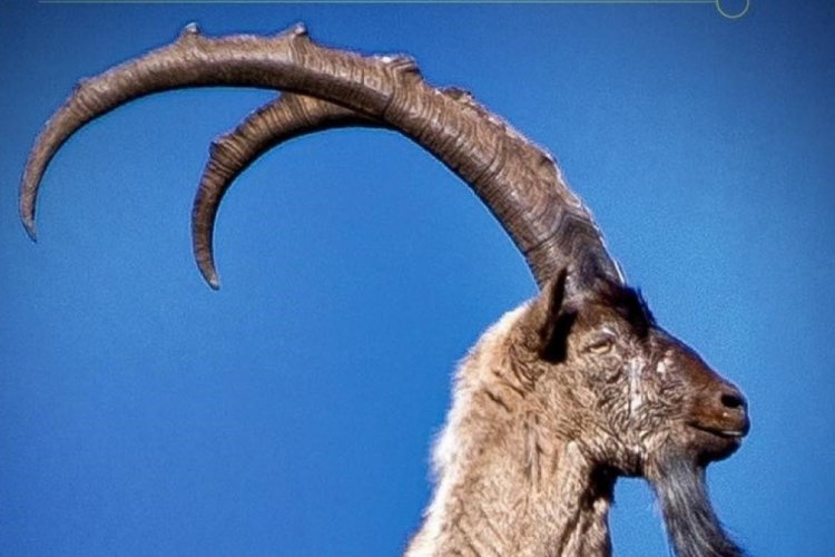 Av turizmi kapsamında 11 yaban keçisi kotası