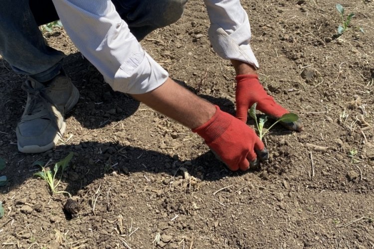Eskişehirli çiftçinin alın teri kuraklığa ve yüksek maliyetlere yenik düştü