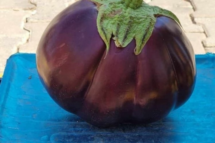 Karpuz gibi patlıcan