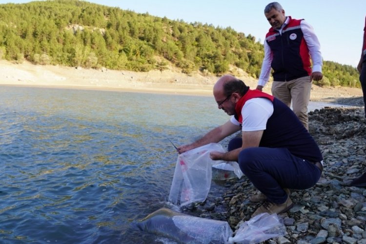 Kastamonu'da baraj ve göletlere 656 bin yavru sazan balığı salındı