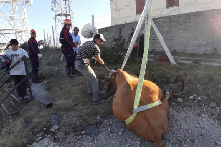 Su kuyusuna düşen inek için kurtarma operasyonu