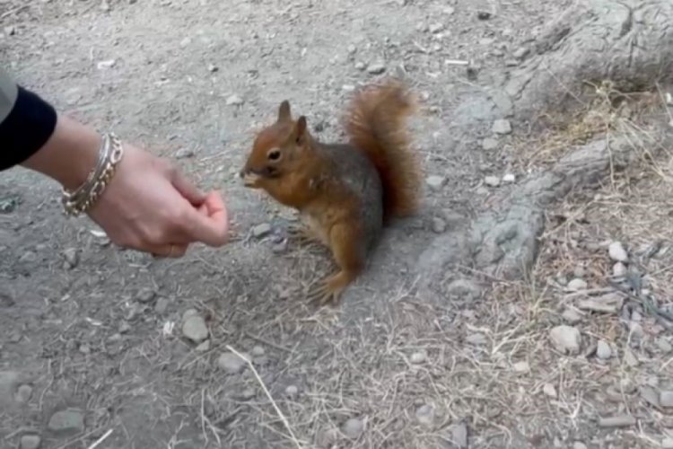 Bolu'da piknikçilere sürpriz ziyaret: Sincabı elleriyle beslediler