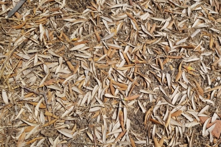 Kuraklık zeytin ağaçlarını verim ve kalitede vurdu