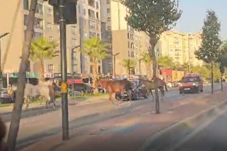 Bursa'da atlar yolu bastı! Gören dönüp bir daha baktı!