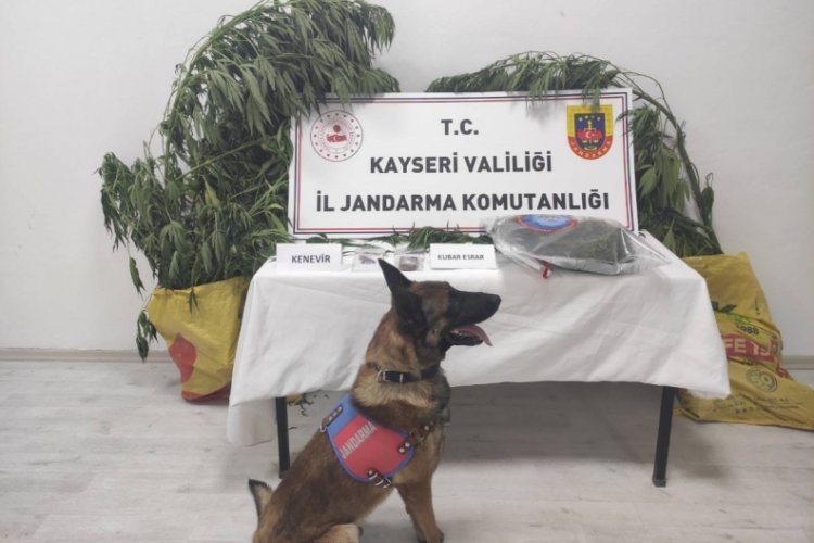 7 kök kenevir ele geçirildi: 1 gözaltı
