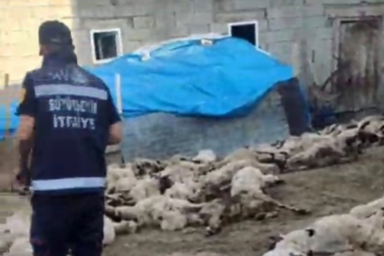 Van'da kurt saldırısı: 111 koyun telef oldu