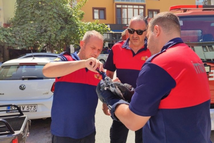 Çatıdaki ağlara takılan güvercini itfaiye kurtardı