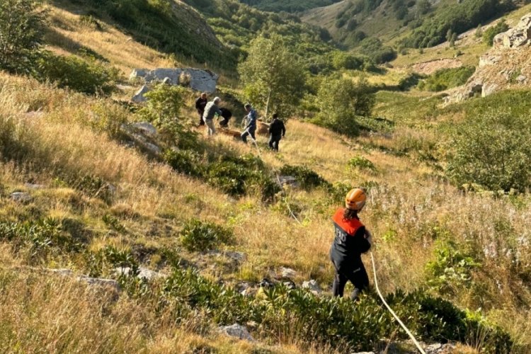 Yamaçtan düşerek mahsur kalan inek AFAD ekiplerince kurtarıldı 