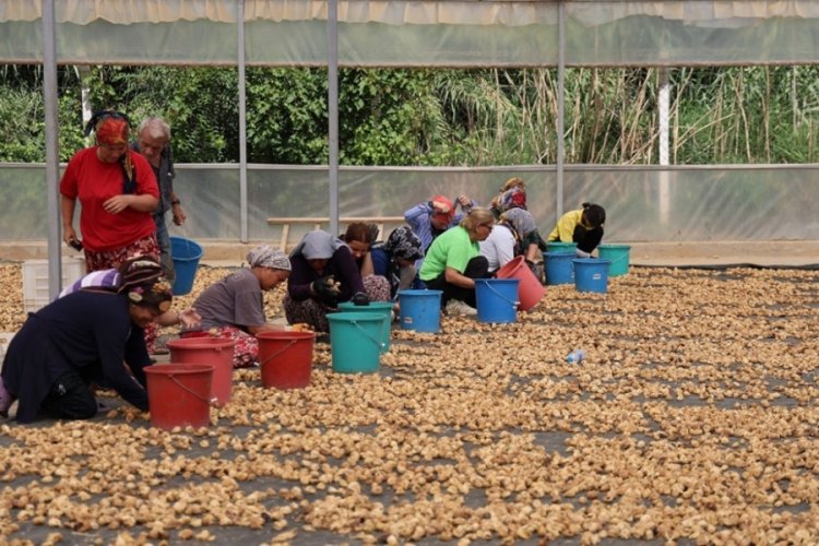 İncirlerini kurutmaya başlayan üreticilerin başı hırsızlarla dertte