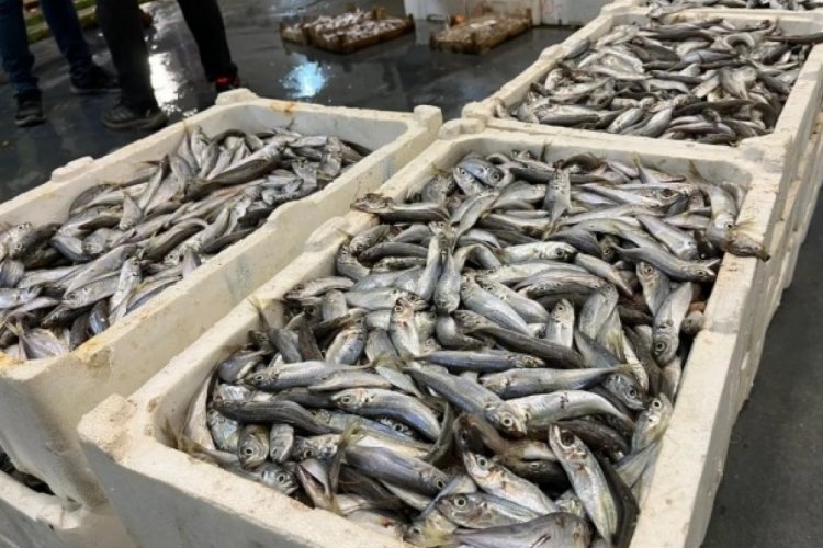 İzmir Balık Hali deniz ürünleriyle doldu