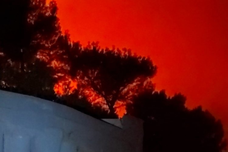 Elektrik tellerinden çıkan yangında ağaçlık alan alevlere teslim oldu
