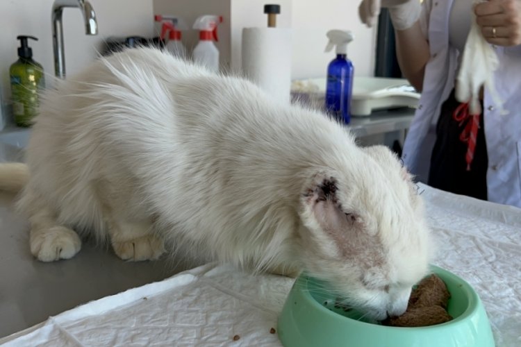 Kulakları kesilmiş olarak bulunan kedi 'Sütlaç'a, tedavisinin ardından yuva aranıyor!