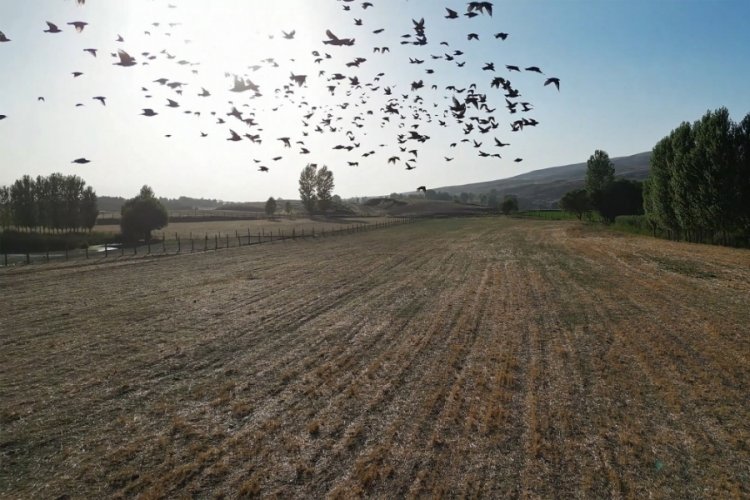 Göçmen kuşlar dönüş yolunda