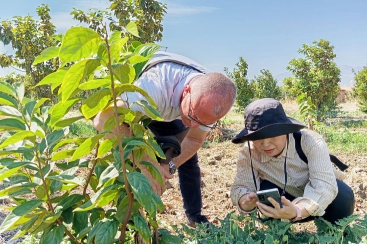 Güney Koreli tarım uzmanları Bursa'da incelemelerde bulundu