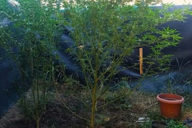 Uyuşturucu tacirlerine darbe üstüne darbe! 7 kişi tutuklanarak cezaevine gönderildi...