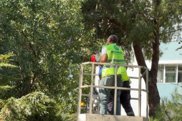 Ağaçta 3 gündür mahsur kalan kedi kurtarıldı