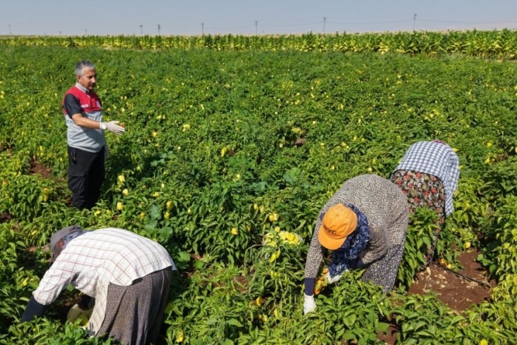 Adıyaman'da biber hasadı başladı