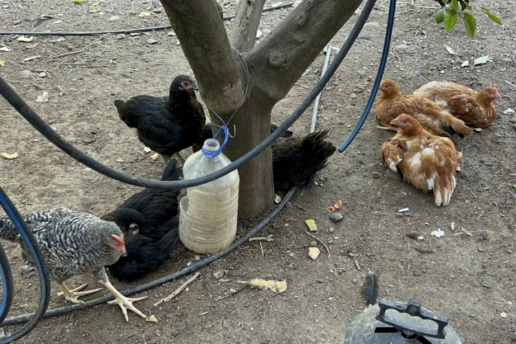 Kümese giren sokak köpekleri 70 tavuğu telef etti