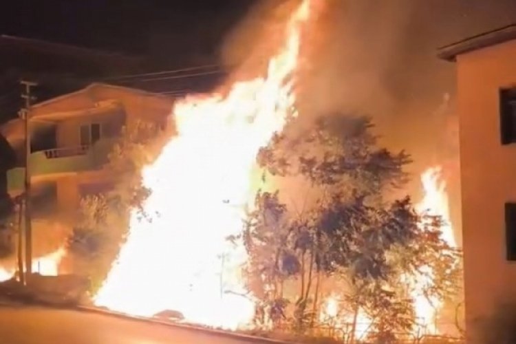 Bursa'da ağaçlar alev aldı! Müstakil konutlar büyük tehlike atlattı...