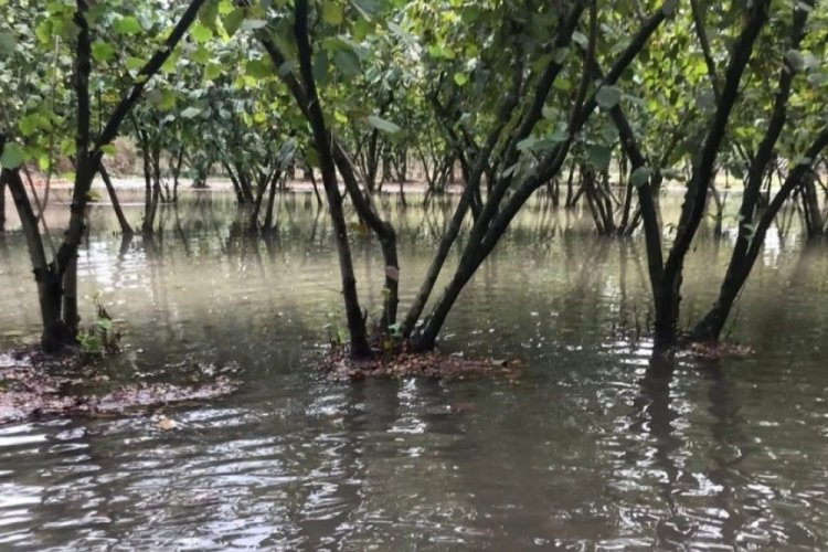 Samsun'da sağanak: Fındık bahçeleri göle döndü