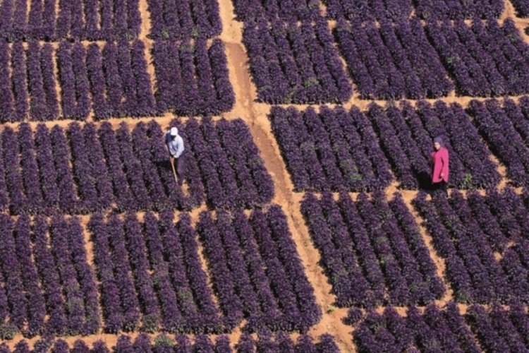 Yılda 4-5 kez hasat ediliyor, 3,5 ton ürün veriyor