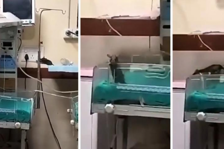 Yenidoğan ünitesini fareler bastı! Korkunç olayda o ülkede iki bebek yaşamını yitirdi...