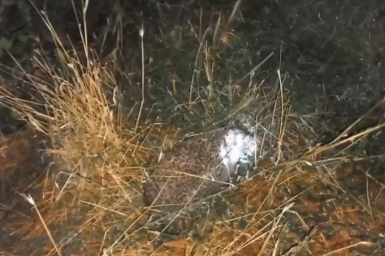 Şaşırtan olay! Civcivleri yiyen bu kez tilki değil
