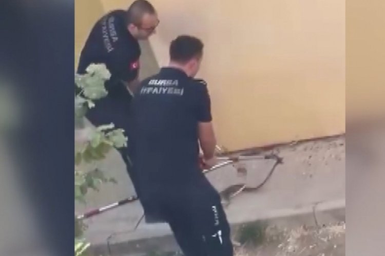Bursa'da bahçeden çıktı: Tam 1,5 metre! Ekipler harekete geçti...