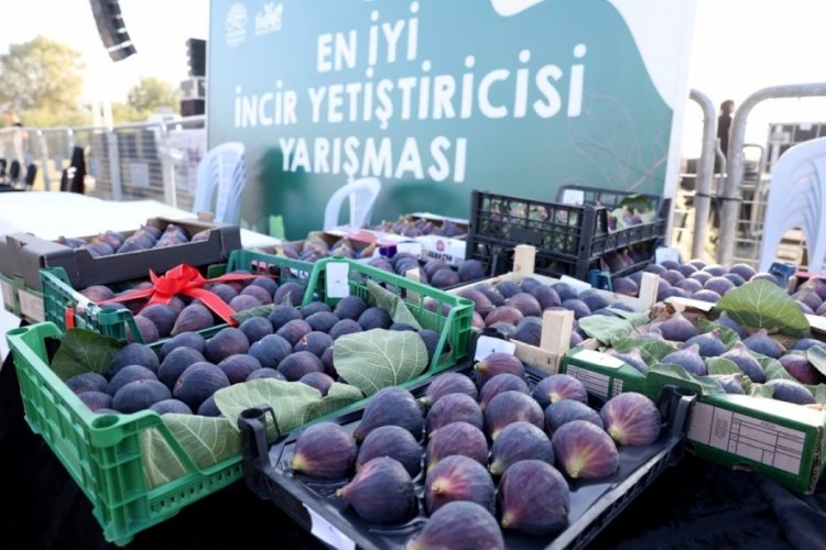 Bursa'da 11. kez en iyi incir yetiştiricisi seçilecek!