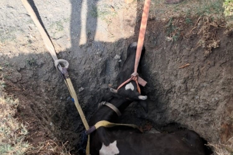 Kuyuya düşen inek 2 saatlik çalışmayla kurtarıldı