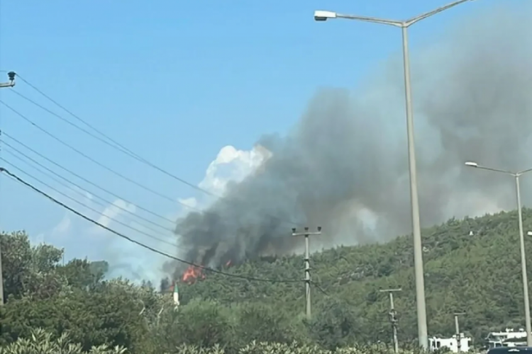 Bodrum'daki orman yangını kontrol altına alındı