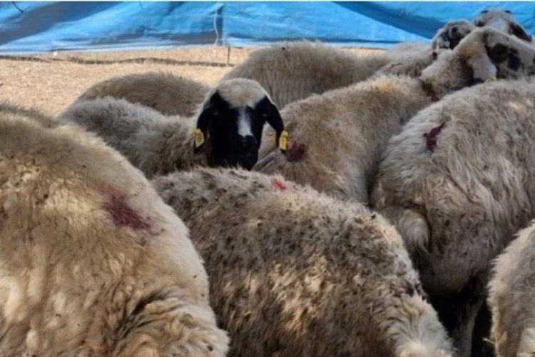 Çobanlar artık altın değerinde: Maaşları 130 bin liraya çıktı 